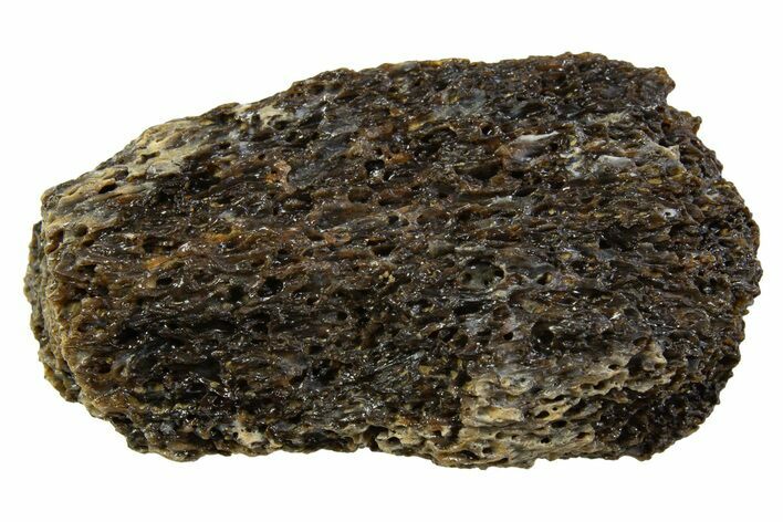 Fossil Tyrannosaur (T rex) Bone Section - Wyoming #313944